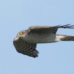 sparrowhawk31.jpg