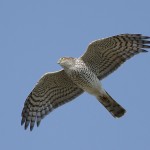 sparrowhawk33.jpg