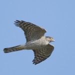 sparrowhawk34.jpg