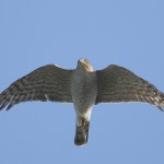 sparrowhawk35.jpg