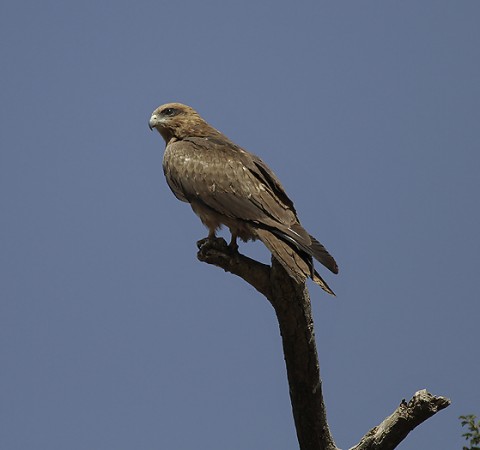 Black Kite