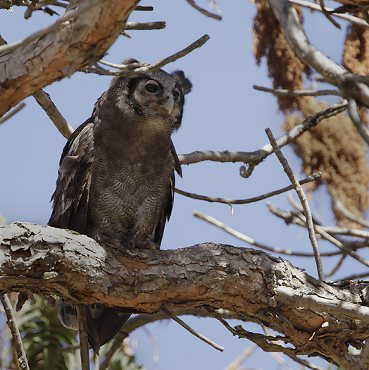 Verraux`s Eagle-Owl