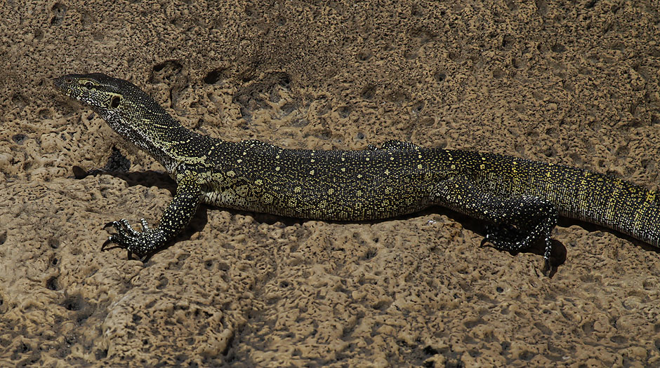 Reptiles - Arctic Images