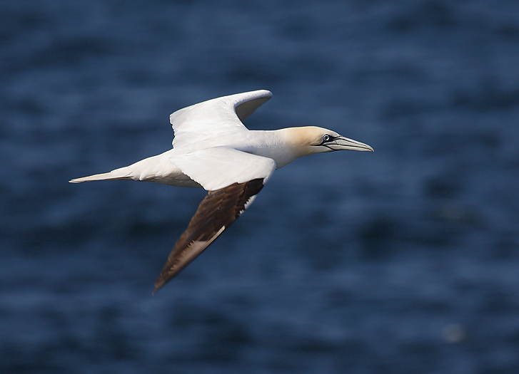 Seabirds