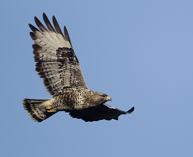 Rough-legged Buzzard - Arctic Images