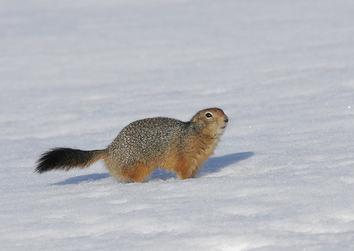 Arctic Ground Squirrel In Snow