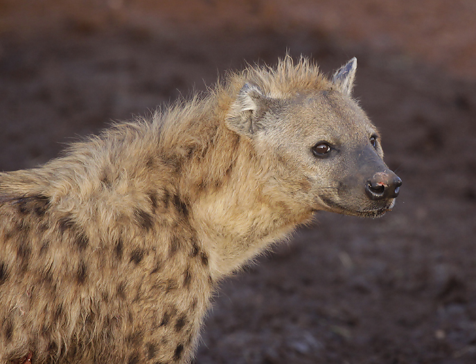 Spotted Hyaena - Arctic Images