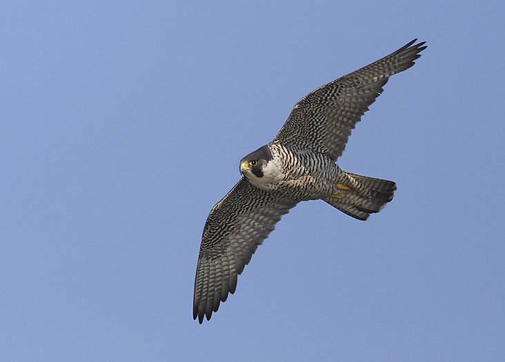 Peregrine Falcon - Arctic Images