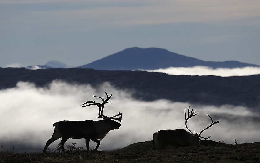 Arctic Images | Photos and pictures of the arctic