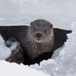 Otter (Eurasian River Otter), Kajaanijoki, Finland.