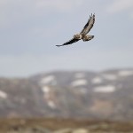 roughleggedbuzzard20.jpg