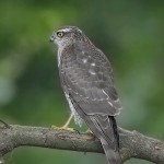 sparrowhawk25.jpg