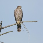 sparrowhawk-30.jpg