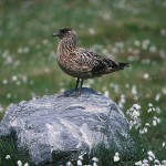 skuas23.jpg